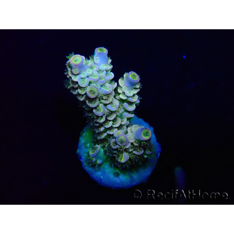 WYSIWYG Acropora tenuis 15B8 Mariculture acclimaté led