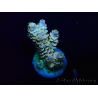 WYSIWYG Acropora Maricultuur geacclimatiseerd LED