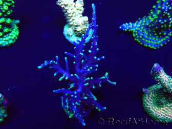 WYSIWYG Acropora Mariculture acclimated LED