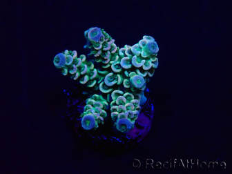 WYSIWYG Acropora tenuis Maricultura aclimatada LED