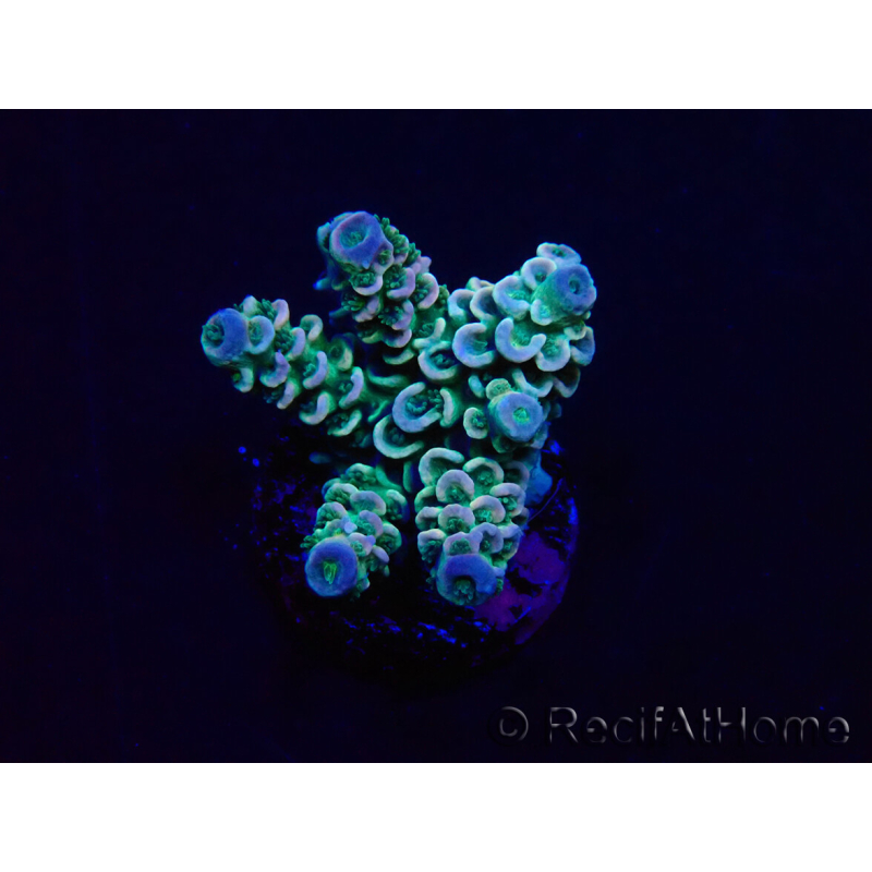 WYSIWYG Acropora tenuis 15C3 Mariculture acclimaté led