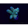 WYSIWYG Acropora tenuis Maricultura aclimatada LED