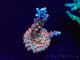 WYSIWYG Acropora 15C6 Mariculture acclimaté led