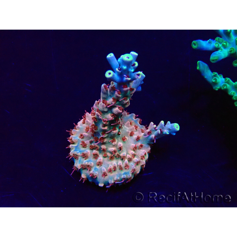 WYSIWYG Acropora 15C6 Mariculture acclimaté led