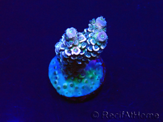 WYSIWYG Acropora tenuis Mariculture acclimaté led