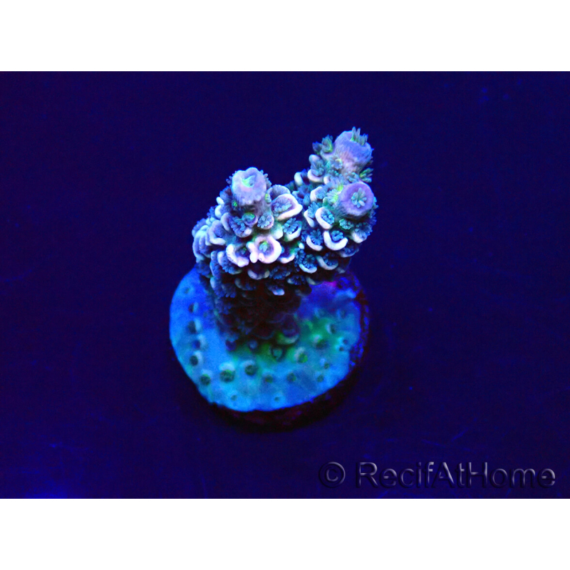 WYSIWYG Acropora tenuis Mariculture acclimaté led