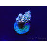 WYSIWYG Acropora tenuis Maricultura aclimatada led