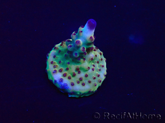 WYSIWYG Acropora Mariculture acclimated LED