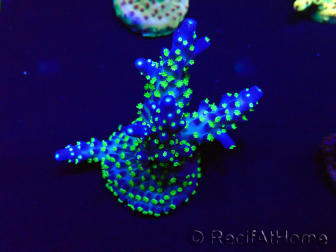 WYSIWYG Acropora 15D1 Mariculture acclimaté led