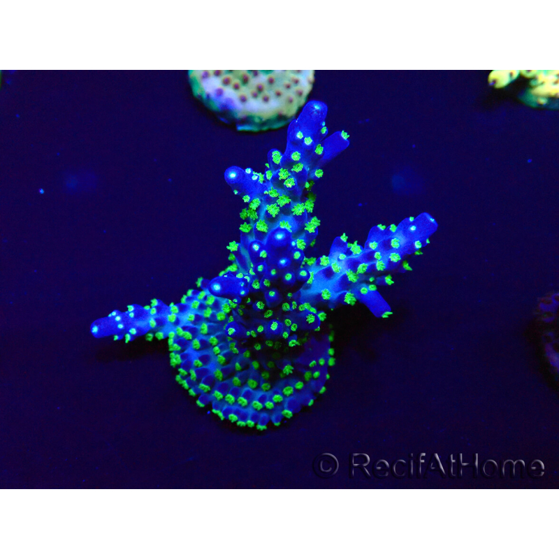 WYSIWYG Acropora Maricultura aclimatada LED