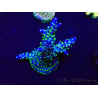 WYSIWYG Acropora Maricultura aclimatada LED