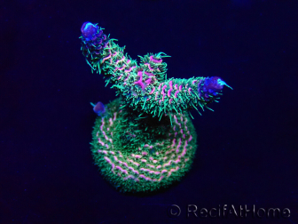 WYSIWYG Acropora millepora 15D4 Mariculture acclimaté led