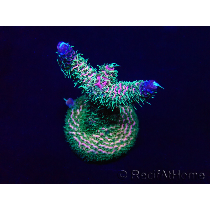 WYSIWYG Acropora Marikultur akklimatisiert LED