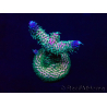 WYSIWYG Acropora Marikultur akklimatisiert LED