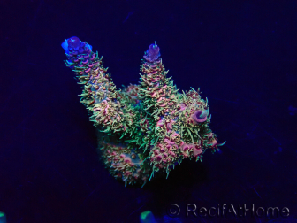 WYSIWYG Acropora Maricoltura acclimatata a LED