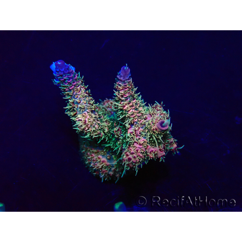 WYSIWYG Acropora Maricultura aclimatada LED