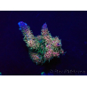 WYSIWYG Acropora Maricultura aclimatada LED