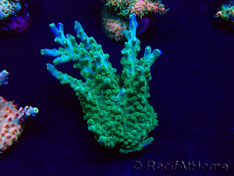 WYSIWYG Acropora 15D6 Mariculture acclimaté led