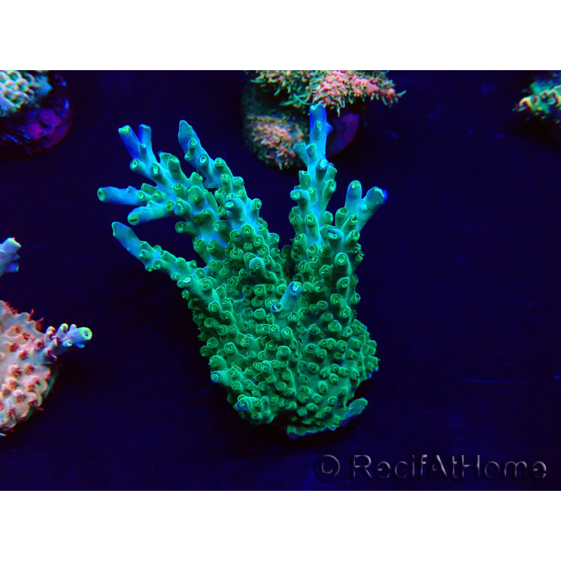 WYSIWYG AcroporaMaricultura aclimatada led