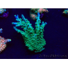 WYSIWYG Acropora Geacclimatiseerde maricultuur LED