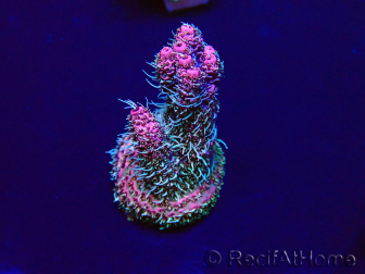 WYSIWYG Acropora Maricoltura acclimatata led