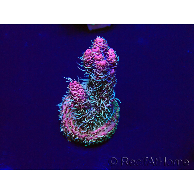 WYSIWYG Acropora Maricoltura acclimatata led