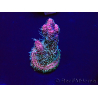 WYSIWYG Acropora Marikultur akklimatisiert LED