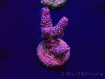 WYSIWYG Acropora Geacclimatiseerde maricultuur LED
