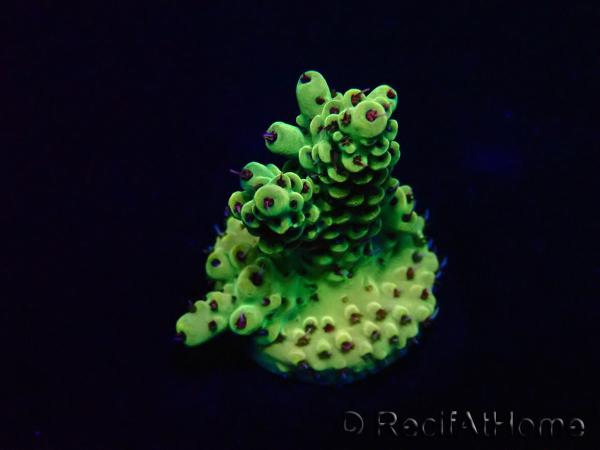 WYSIWYG Acropora Mariculture acclimated led