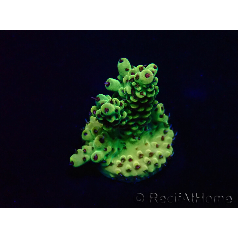WYSIWYG Acropora Marikultur akklimatisiert LED