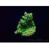 WYSIWYG Acropora 15D10 Mariculture acclimaté led
