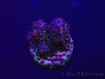 WYSIWYG Acropora Maricoltura acclimatata a LED