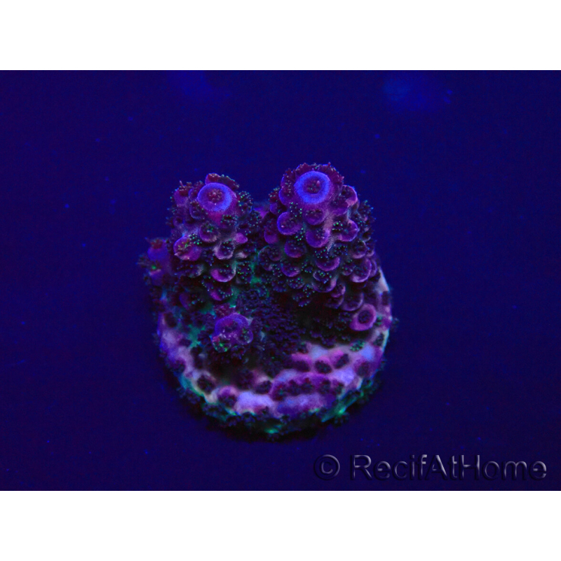 WYSIWYG Acropora 15D11 Mariculture acclimaté led