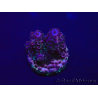 WYSIWYG Acropora 15D11 Mariculture acclimaté led
