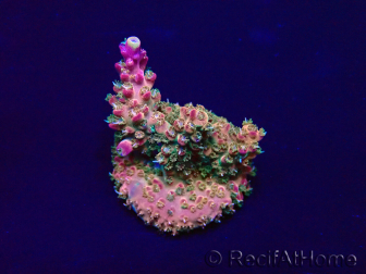 WYSIWYG Acropora Mariculture acclimated LED