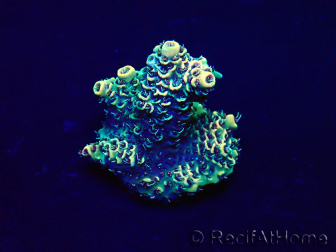 WYSIWYG Acropora Marikultur akklimatisiert LED