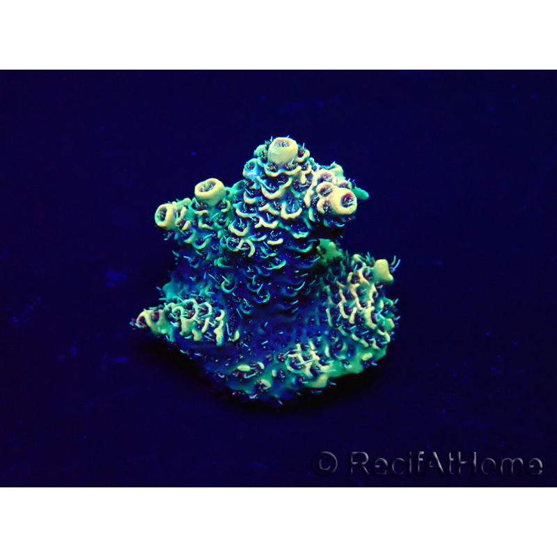 WYSIWYG Acropora 15E2 Maricultura aclimatada LED
