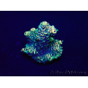 WYSIWYG Acropora 15E2 Mariculture acclimaté led