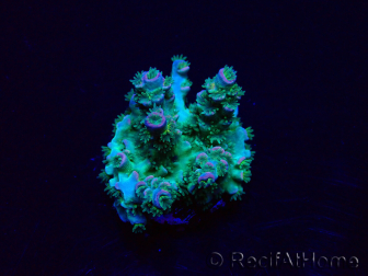 WYSIWYG Acropora Maricultura aclimatada LED