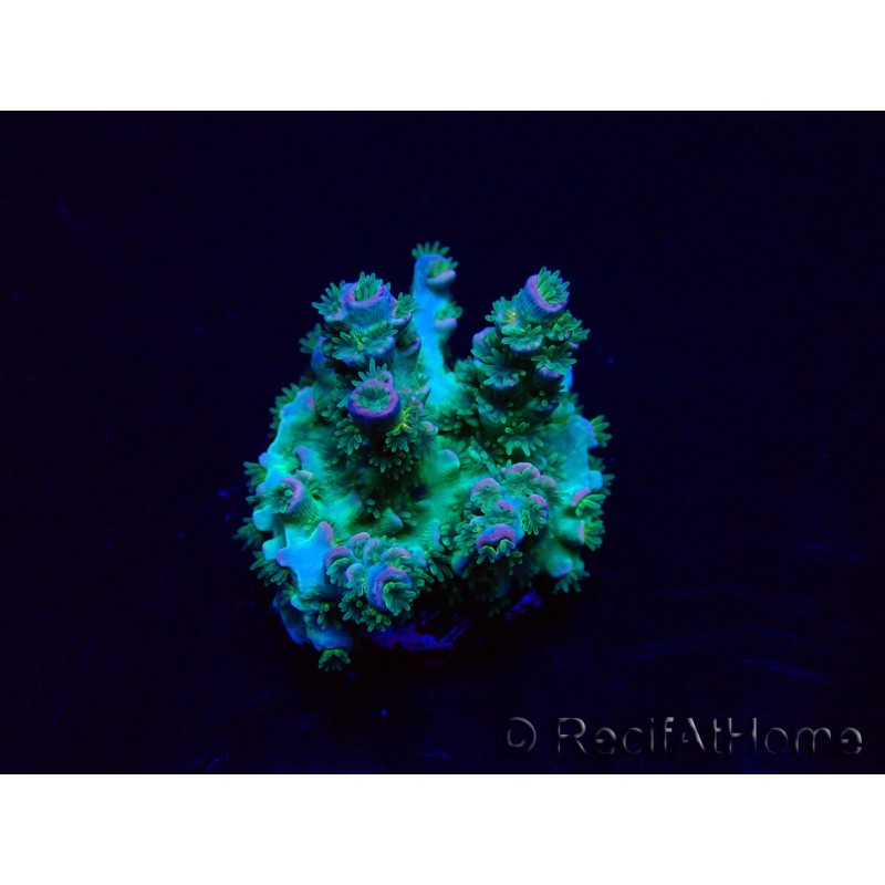 WYSIWYG Acropora Marikultur akklimatisiert LED