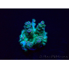 WYSIWYG Acropora Maricoltura acclimatata a LED