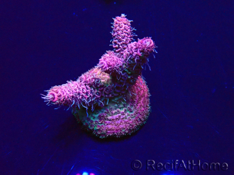 WYSIWYG Acropora aclimatada LED