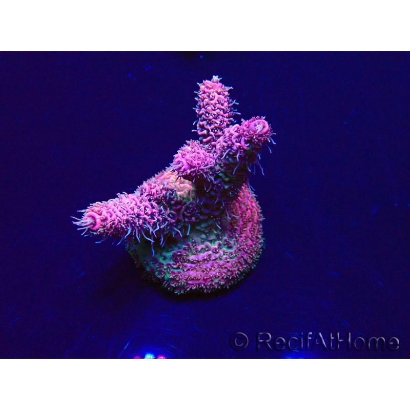 WYSIWYG Acropora millepora 15E4 Mariculture acclimaté led