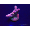WYSIWYG Acropora millepora 15E4 Mariculture acclimaté led