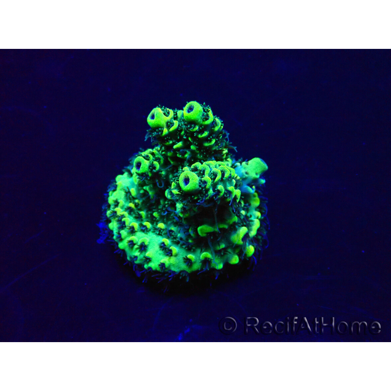 WYSIWYG Acropora akklimatisiert LED