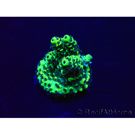WYSIWYG Acropora aclimatado led