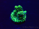 WYSIWYG Acropora acclimaté led