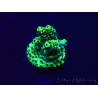 WYSIWYG Acropora aclimatado led