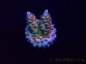 WYSIWYG Acropora akklimatisiert LED