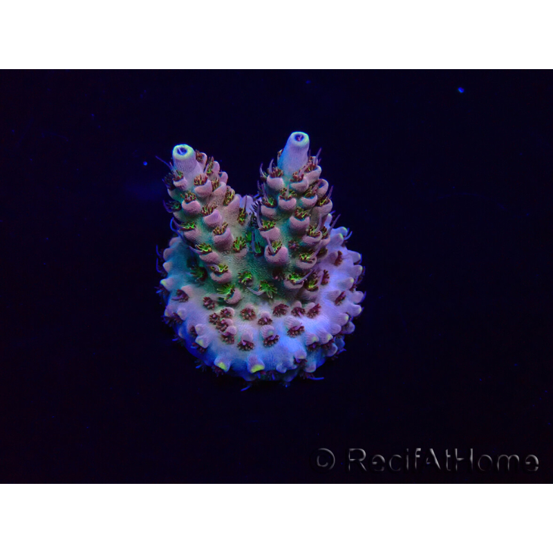 WYSIWYG Acropora 15E9 aclimatada LED